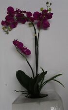 Potted orchid fls for sale  Lakewood