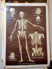 Poster anatomia scheletro usato  Torino