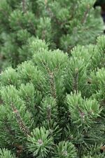 Pinus mugo lakeview for sale  Silverton