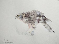 sparrowhawk birds watercolor artwork handmade for sale sparrowhawk birds watercolor artwork handmade for sale Shipping to Canada