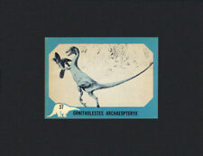 archaeopteryx for sale  USA