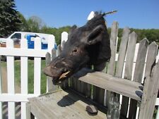Wild boar mounted for sale  East Sparta