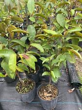 Grafted purple caimito for sale  Naples