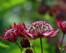 Astrantia major rubra for sale  LONDON