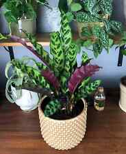 Calathea lancifolia rattlesnak for sale  SOUTHAMPTON