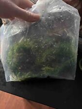 plants java moss for sale  Durham