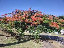 Red flame tree for sale  USA