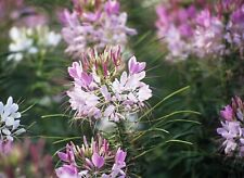 Cleome spider plant for sale  Berwyn
