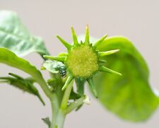 Dorstenia hildebrandtii caudic for sale  WALTON ON THE NAZE