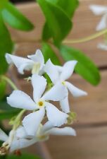 Trachelospermum jasminoides pl d'occasion  Perpignan-