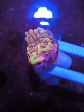 Wysiwyg crazy montipora for sale  BRISTOL