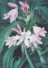 09905 - Postcard showing painting of a crinum flower, South Africa, used for sale  Shipping to South Africa