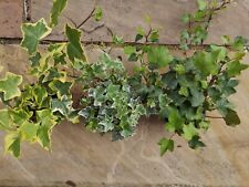 Mixed hedera ivy for sale  LEYLAND