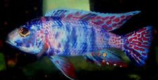Live fish sciaenochromis for sale  North Smithfield
