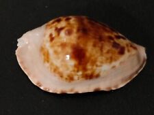 Conchiglia shell cypraea usato  Piombino