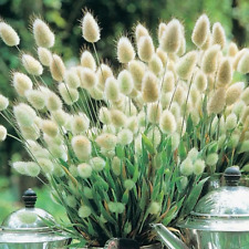 Bunny tails grass for sale  READING