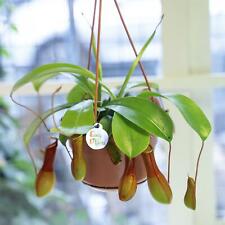 Tropical nepenthes alata for sale  BIRMINGHAM