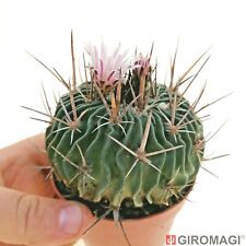 Echinofossulocactus fasciculat usato  Cortona