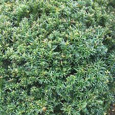 Yew tree plants for sale  BOURNEMOUTH