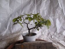 Outdoor pre bonsai for sale  Shipping to Ireland