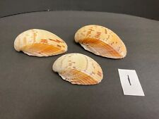 Cockle shells atlantic for sale  West Bend