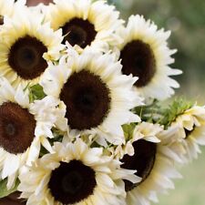 Weiße sonnenblume procut gebraucht kaufen  Oldenburg