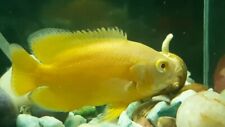 oscar fish for sale  HAYWARDS HEATH