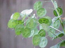 20semi bio lunaria usato  Istrana