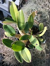 Dendrobium speciosum hillii for sale  Sebastopol
