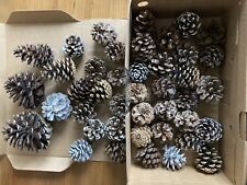pine cones for sale  RUISLIP