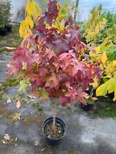 Liquidambar styraciflua gumbal gebraucht kaufen  Dillingen a.d.Donau