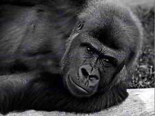 Gorilla ape black for sale  EDINBURGH