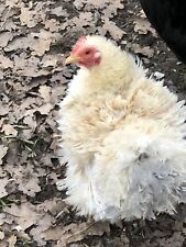 Frizzle pekin hatching for sale  SPALDING