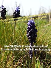 Muscari neglectum hyacinth for sale  Shipping to Ireland