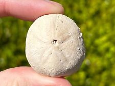 Nice fossil echinoid for sale  Coppell