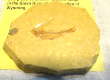 green river fossil for sale  Wayne