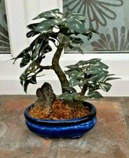 Mini bonsaï ficus d'occasion  Fontenay-sous-Bois