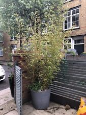 Bamboo concrete effect for sale  LONDON