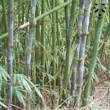 Semi bambu longinternode usato  San Biagio di Callalta