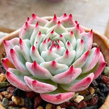 Echeveria chihuahuaensis live for sale  Fallbrook