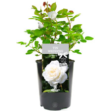 Tin wedding rose for sale  UK