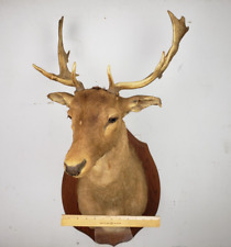 Fallow deer taxidermy for sale  Farmington