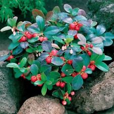 Wintergreen- 25  Seeds- BOGO 50% off SALE for sale  Shipping to South Africa