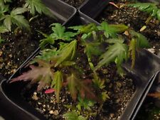 Acer palmatum arakawa for sale  Rochester