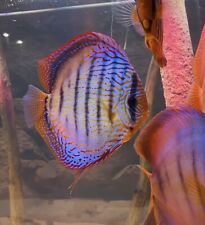Discus fish royal for sale  LONDON