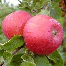 Apfelbaum santana allergikerge gebraucht kaufen  Quakenbrück