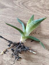 Healthy aloe vera for sale  PUDSEY