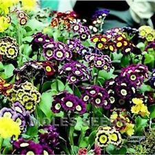 Primula auricula mixed for sale  BELLSHILL