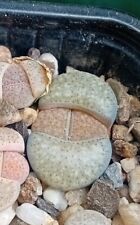 Lithops verruculosa glabra for sale  CHESTER