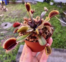 Venus flytrap red for sale  Fort Lauderdale